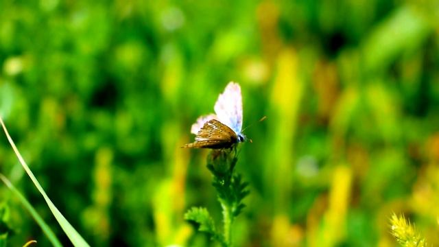 Mariposa La formiguera gran (Phengaris arion) смотреть онлайн