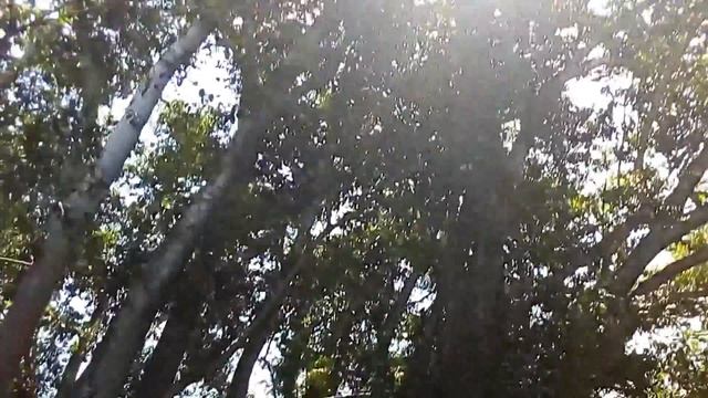 Ботанический сад в Анголе. смотреть онлайн