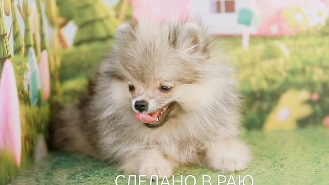 Щенок померанского шпица 3 м окрас крем-соболь.