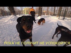 ФАИНА ПИТБУЛЬ - ПРОТИВ РОТВЕЙЛЕРА ДРАКА. встреча с мопсами!!!
