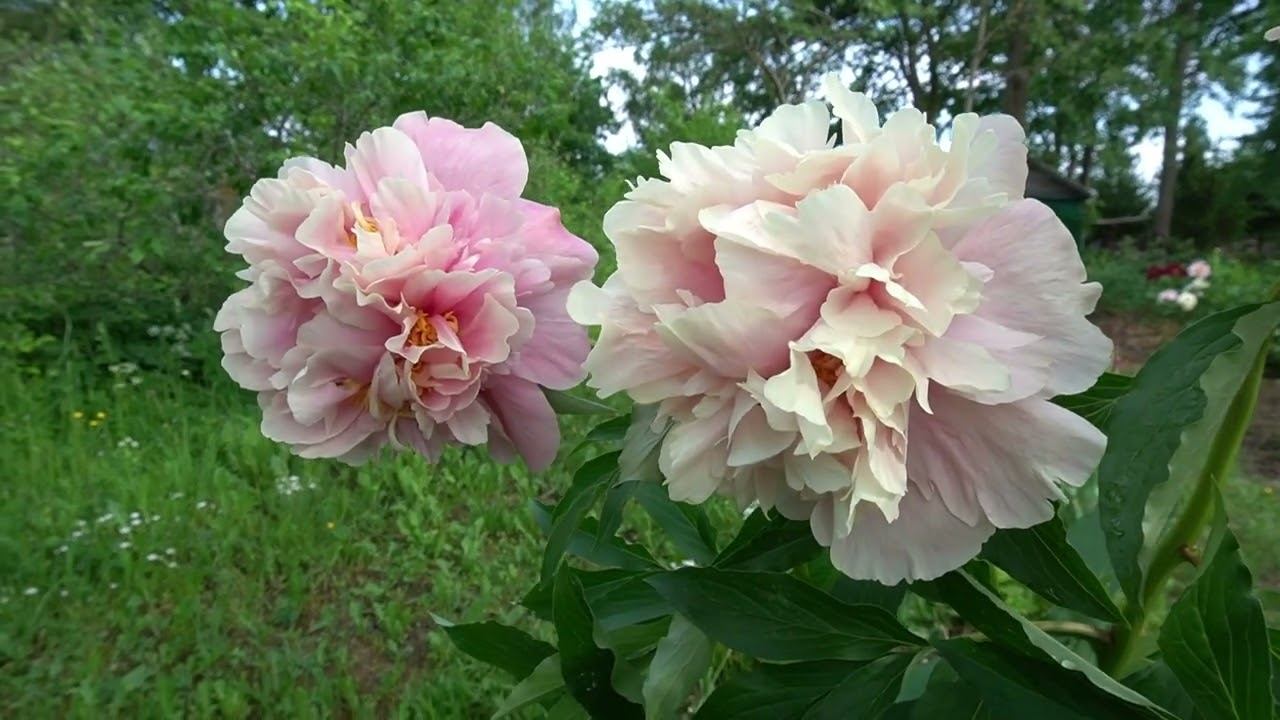 Пион Трифена Паркин (Triphena Parkin) - Был выведен в Швеции в 2009г. Харальдом Форкнером смотреть онлайн