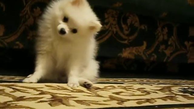 мой прикольный белый шпиц)))