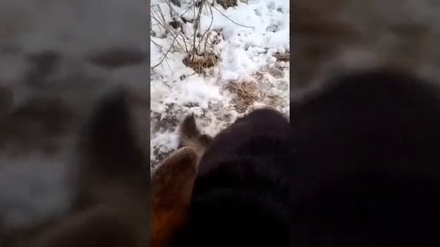 У нас горе !!! Посмотрите это видео пожалуйсто. смотреть онлайн