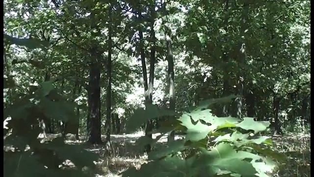 Я — волонтёр. Фильм про восстановление Полтавского дендропарка. смотреть онлайн