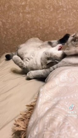Лёлик и Миса)) 🐈⬛🐱 видео не могу