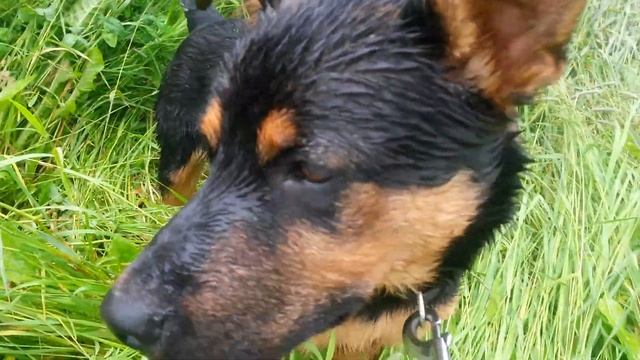 Пёса смотреть онлайн