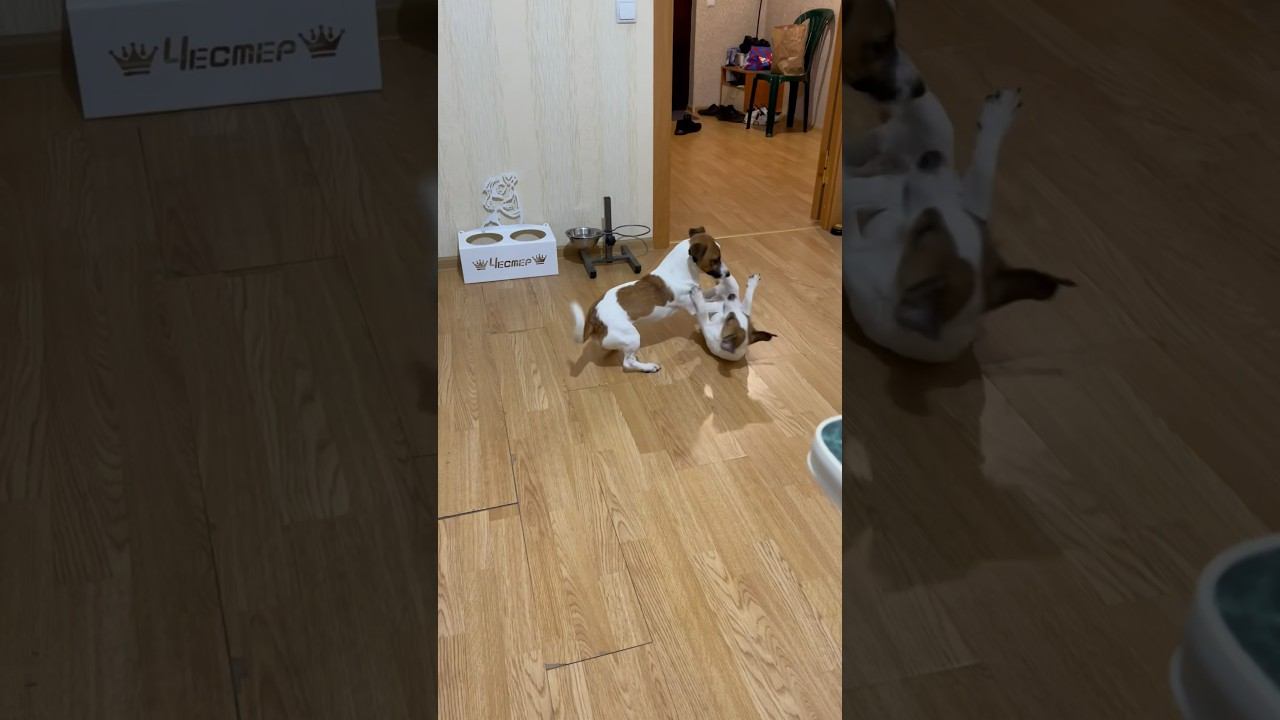Семейные разборки #jrt #dogshorts #dogs #dog #pets #kvikdog