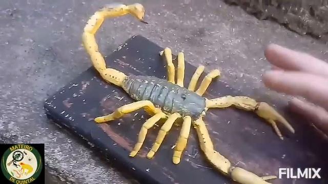 Mateiro de quintal: Escorpião Tityus ! #animais #escorpião #aracnídeos #preserve