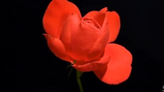 Нашид на аварском, Мухаммад Газимагомедов гр.Иншад смотреть онлайн