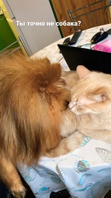 Шпиц нюхает кота смотреть онлайн