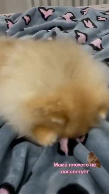 Мама сказала если меня кто-нибудь обидит сразу в лоб давать☺️ Померанский шпиц Денди❤️ смотреть онлайн