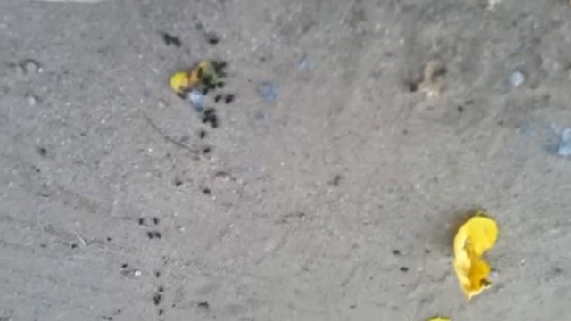 Муравьи стройно наступают смотреть онлайн