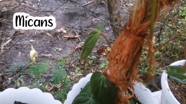 14 Varieties of Philodendron смотреть онлайн