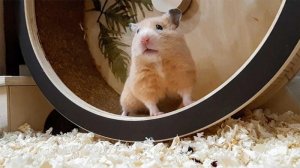Урок 27.Как выбрать беговое колесо для хомячка😀🐹