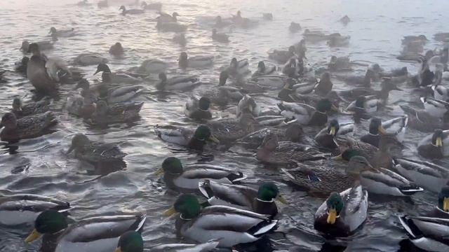 Утиный переполох. Екатерининский парк. Царское село. Санкт - Петербург. смотреть онлайн