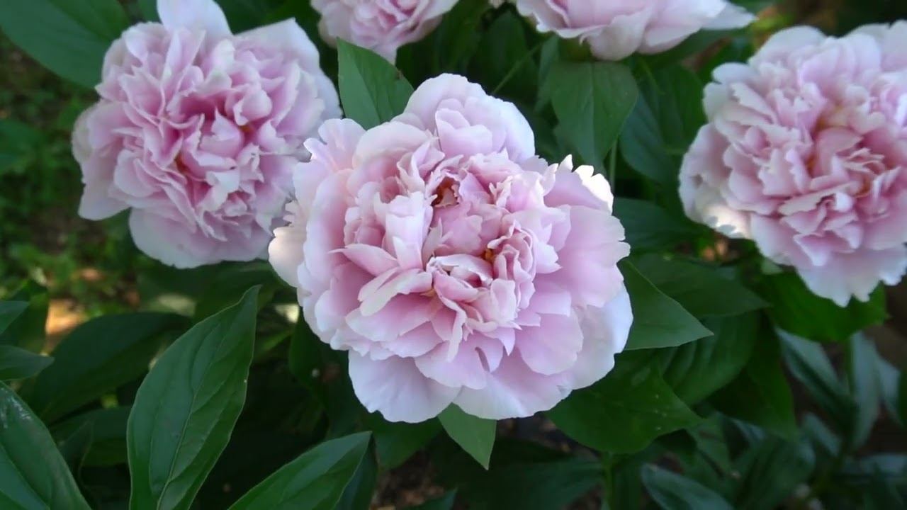 SKY DANCE - СКАЙ ДАНС -Селекционер: Seidl / Bremer 2017. смотреть онлайн