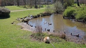 ШПИЦ в опасности !