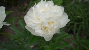 Пион Прима Балерина ( Скакодуб А., 1980,) СССР