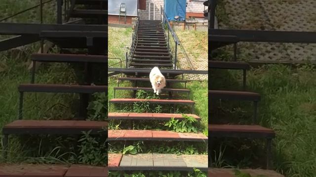 Шпиц - собака - улыбака! смотреть онлайн