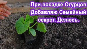 ПОСАДКА ОГУРЦОВ В ОТКРЫТЫЙ ГРУНТ. Добавьте ЭТО и ОГУРЦЫ ЗАВАЛЯТ УРОЖАЕМ