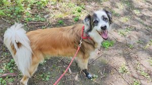 Лесные спа-процедуры и новые чулочки. Шуля & Фокс | Передержка собак Ростов