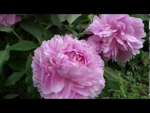 Пион МАЙРА МАК-РЕЙ  Paeonia MYRA MCRAE: обзор, описание, цветение, отзыв