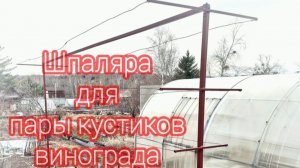 Установка шпалеры для пары кустиков винограда.