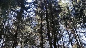 25.04.2025.Ляховский лес. Балаговский лес. Домодедово. Прогулка по лесу. Обзор реки Востеша. Часть 1