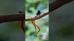 Танцующие птицы