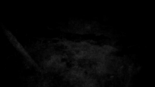 Фотоловушка - лисица смотреть онлайн