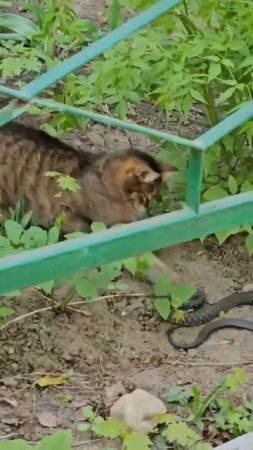 Кот против змеи.