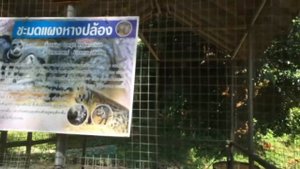 жизнь в Таиланде (Транг, г. Лампура)