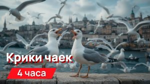 Звуки для соседей - крики чаек, особенно хороши по утрам