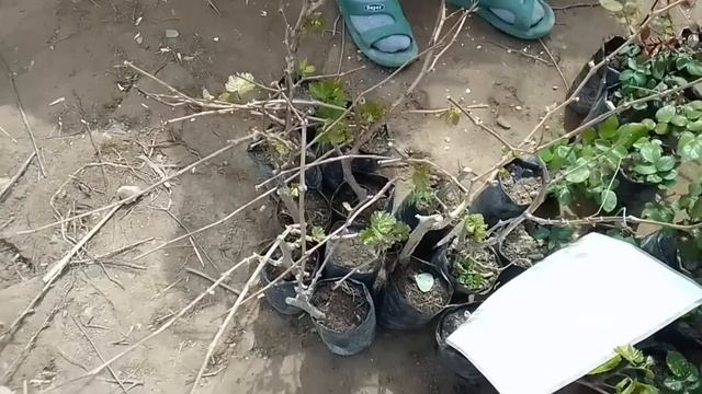 2023 . 9 .апрел Шымбай базары бахалары /нал базар тухым базар /кредитке мотоцикллер