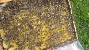 Осмотр семьи пчёл 🐝 после обработки Щавелевой кислотой. Все живы