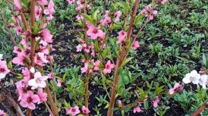 26-04-2025 Чудеса в решете!