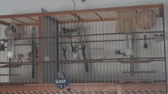 Mexida do Coleiro COYOTE смотреть онлайн