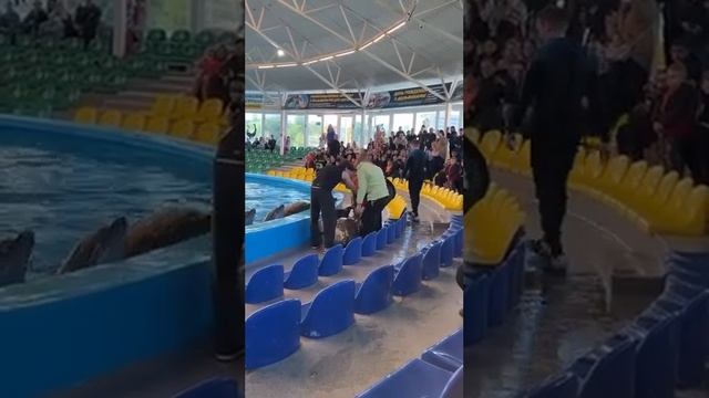 🐬В минском дельфинарии "артист" выпрыгнул из бассейна к сиденьям для людей смотреть онлайн
