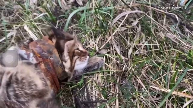 Бедный котёнок застрял в трубе