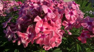 ФЛОКС  метельчатый«Оленька» -  P.paniculata ‘Olenka’ : П.Г.Гаганов; Россия, 1938 г