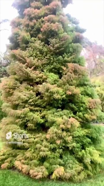 Ореанда 2024 #shorts смотреть онлайн