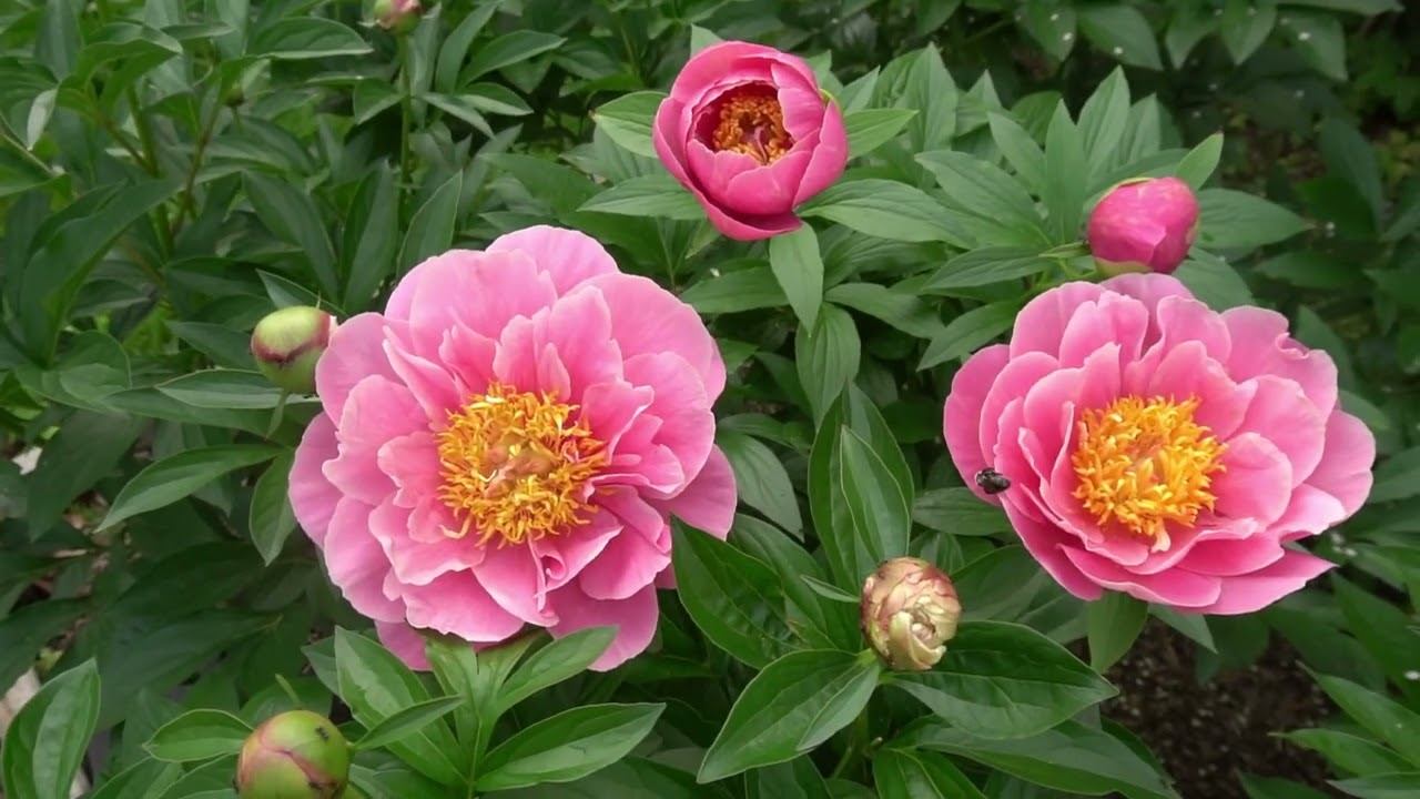 КАРМЕН " (Carmen) (2004_17) автор : Miely, 2004, Австрия смотреть онлайн