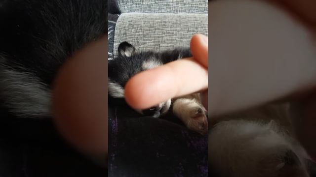 Бедный щенок смотреть онлайн