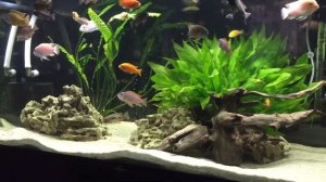Мой аквариум на 300 литров.
