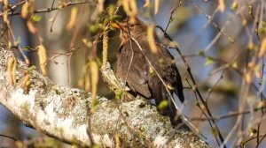 Чёрный дрозд, самка шоколадного цвета, наблюдение птиц в Великом Новгороде, 26 апреля 2025
