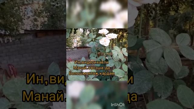 Машеница рохи пул кор книта ёфтиИна Хакикаташ мо друг накардем