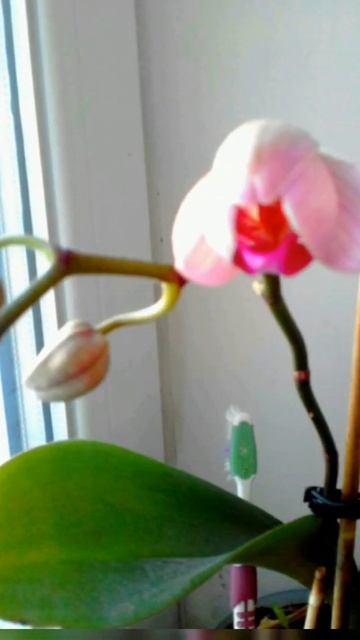 Сюрприз новогодний