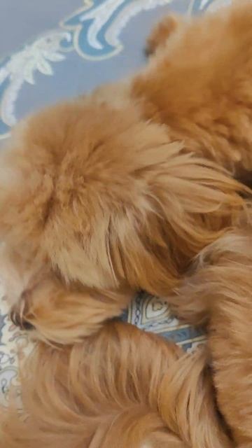 Сладкий сон смотреть онлайн