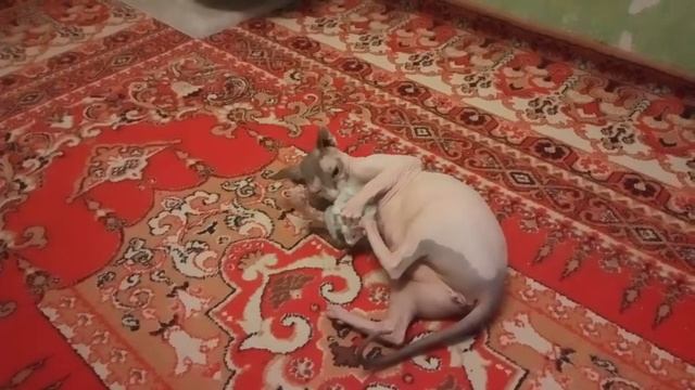 Сеня под кайфом с мышкой смотреть онлайн