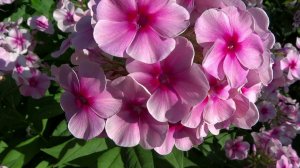 Флокс Румяный обзор, описание, цветение, отзыв